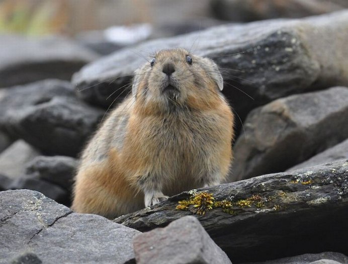 Горная вискаша
