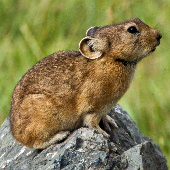 Маньчжурская пищуха