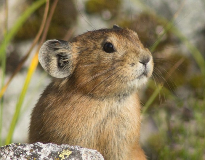 Степная малая пищуха