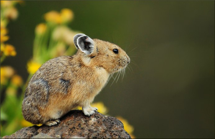 Алтайская пищуха (Ochotona Alpina)