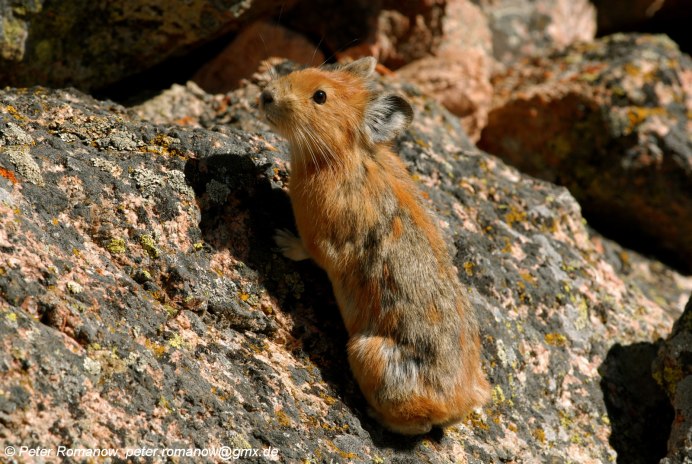 Зайцеобразные Ochotona Rutila