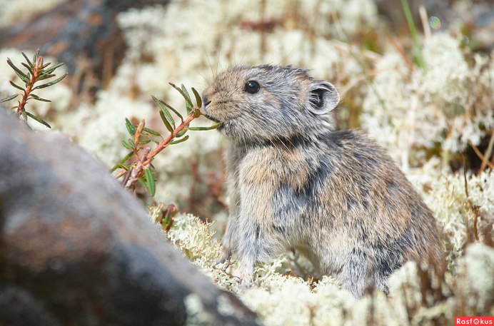 Пищухи зайцеобразные