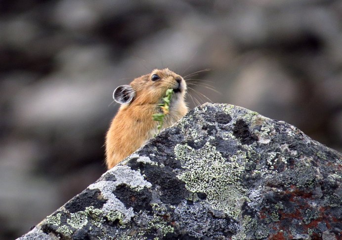 Уральская Северная пищуха (Ochotona Hyperborea uralensis)