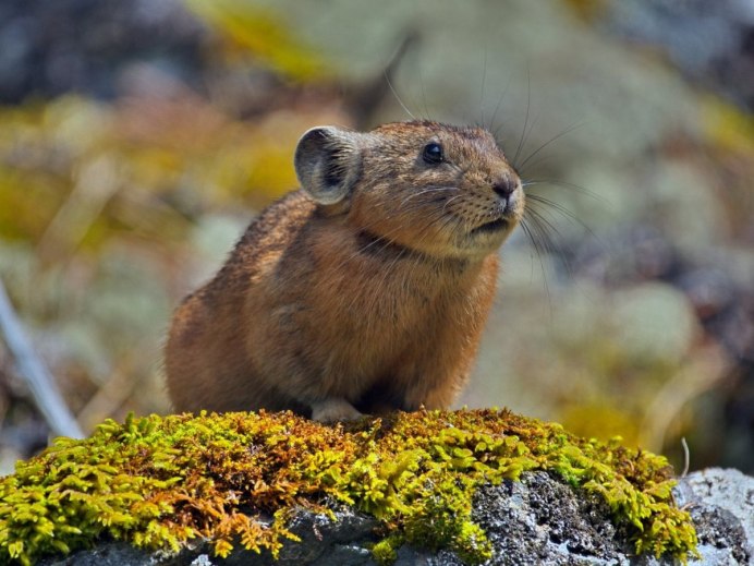 Пищуха Алтайская сеноставка