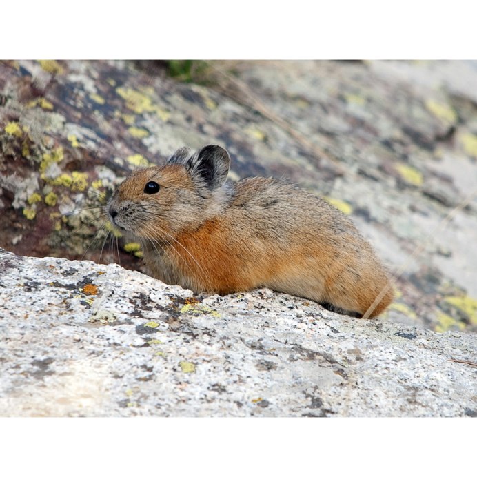 Аляскинская пищуха