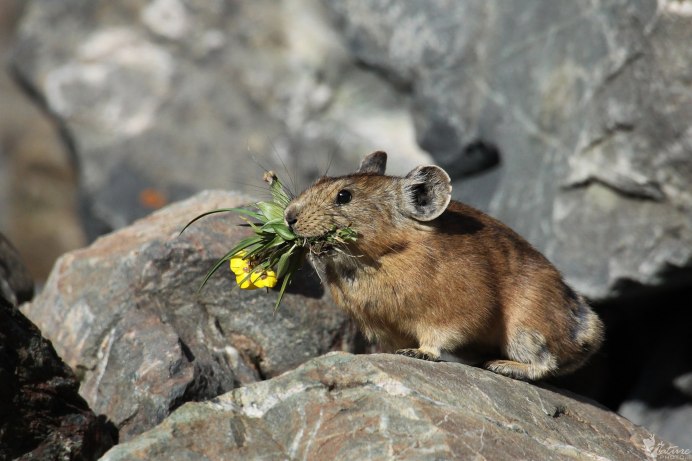 Алтайская пищуха (Ochotona Alpina)