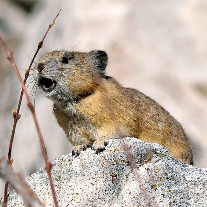 Пищуха Алтайская сеноставка