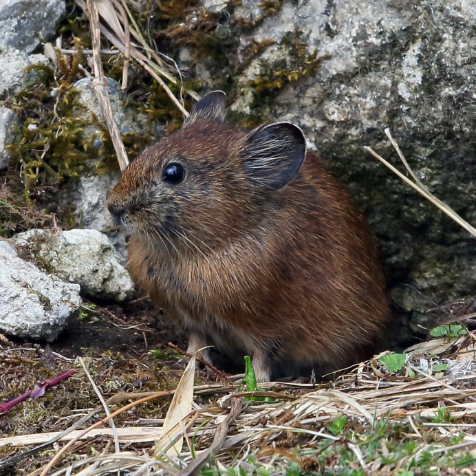 Гобийские пищухи