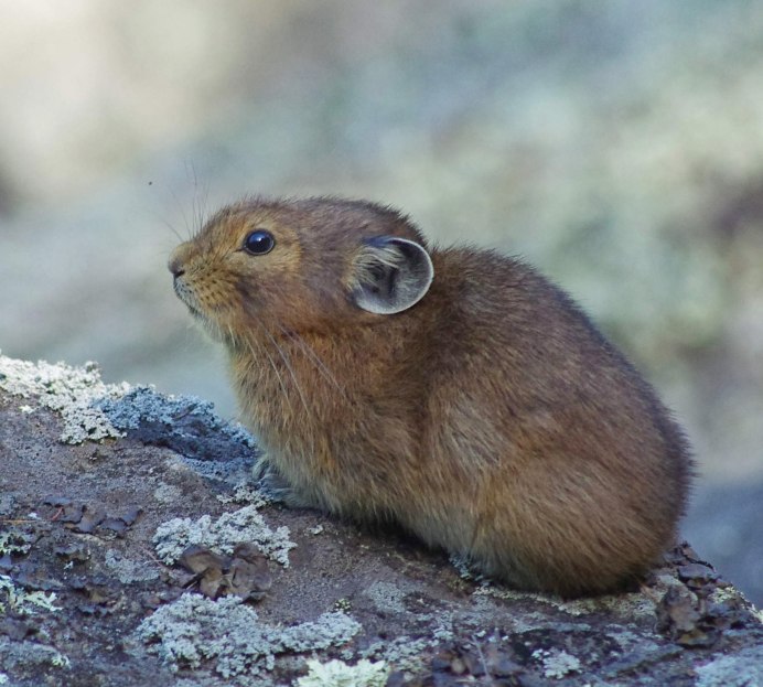 Уральская Северная пищуха (Ochotona Hyperborea uralensis)