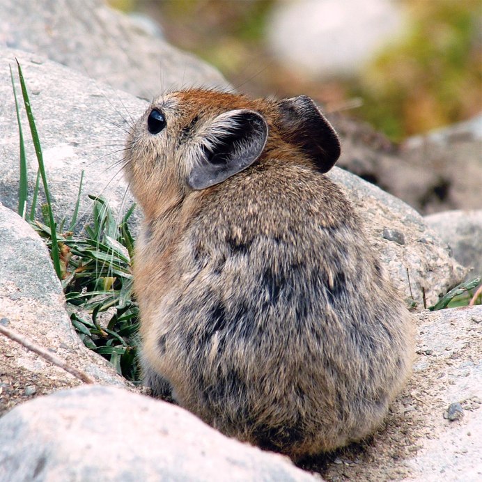 Илийская пищуха