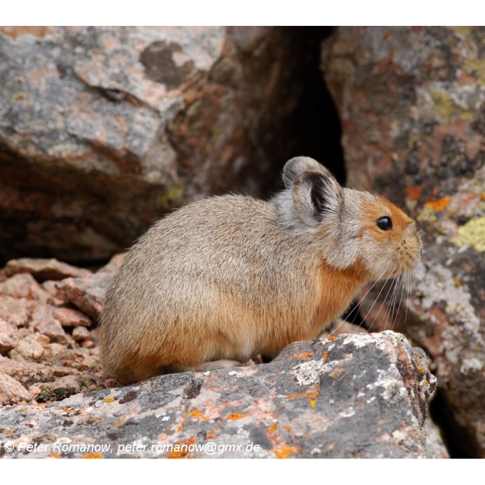 Пищухи зайцеобразные