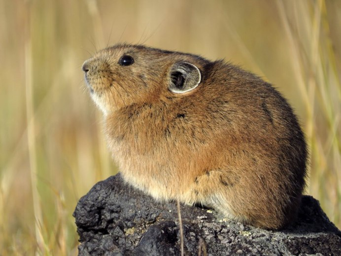 Илийская пищуха Эстетика