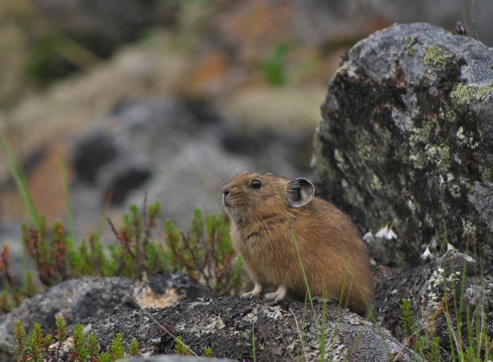 Монгольская пищуха