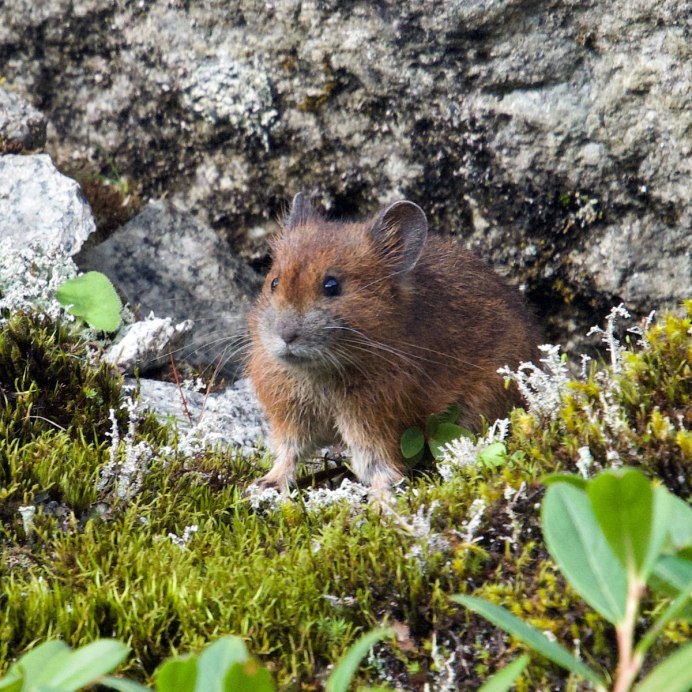 Степная пищуха