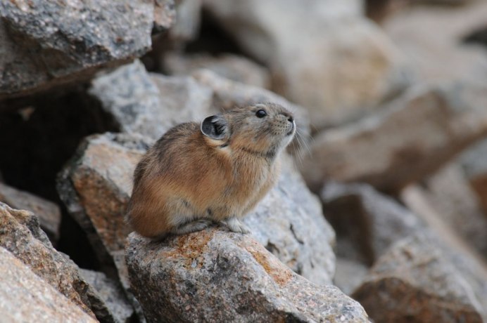 Пищуха Алтайская сеноставка