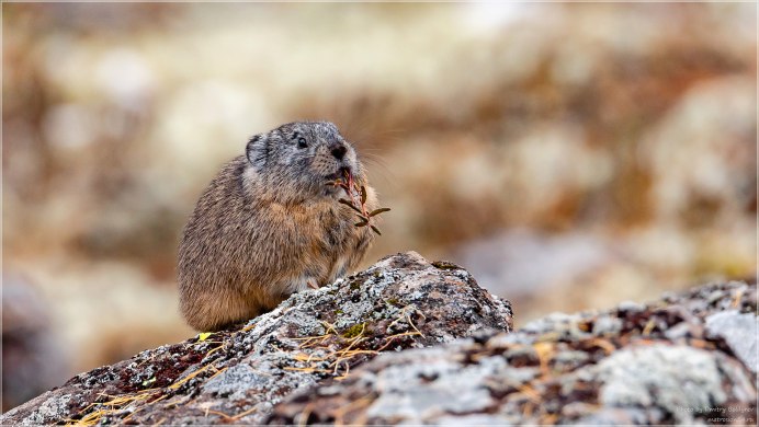 Collared Pika