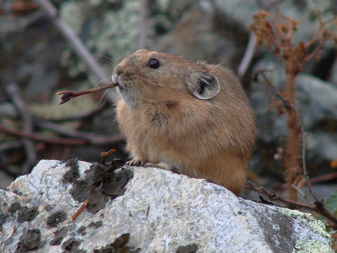 Уральская Северная пищуха