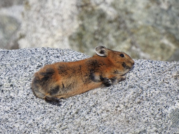 Пищуха Алтайская сеноставка