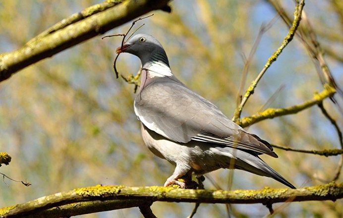 Streptopelia capicola