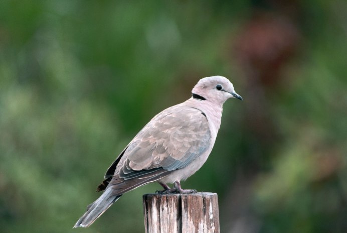 Серая мухоловка (Muscicapa striata)