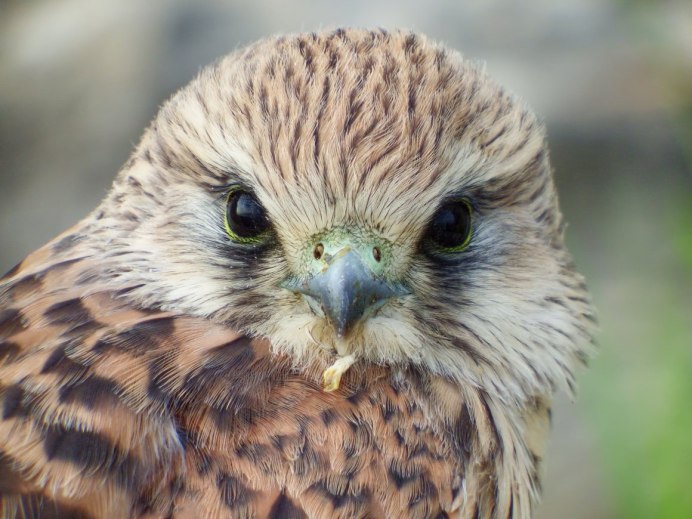 Falco tinnunculus птенцы
