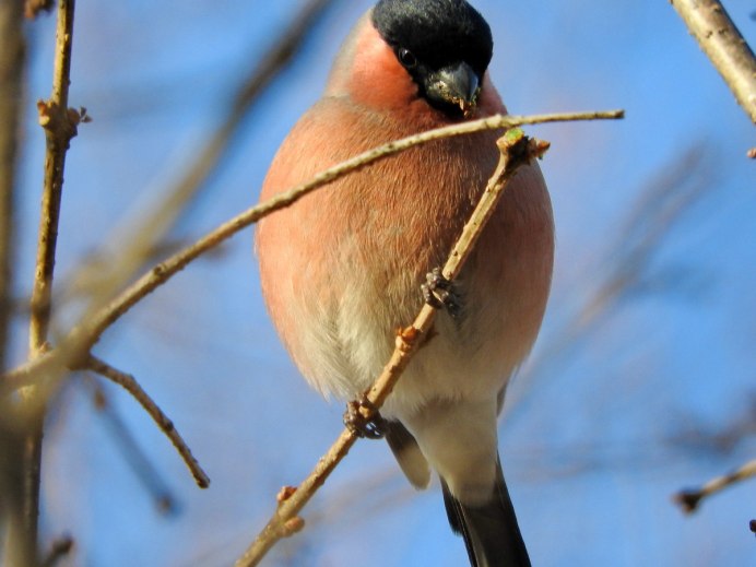 Уссурийский Снегирь (pyrrhula griseiventris)