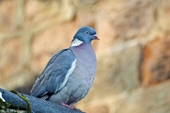 Самка голубя