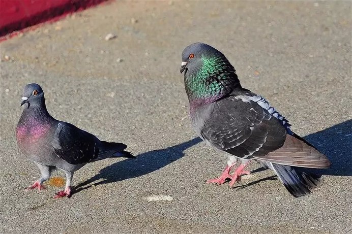 Голубиное воркование