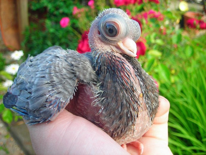 Серебрянополосый голубь