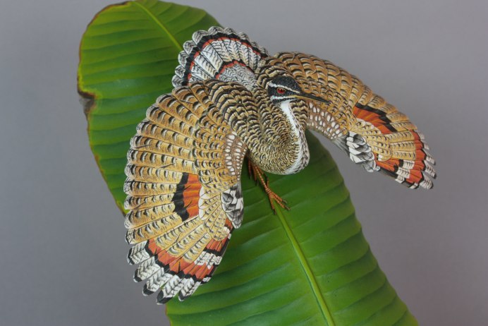 Eurypyga Helias