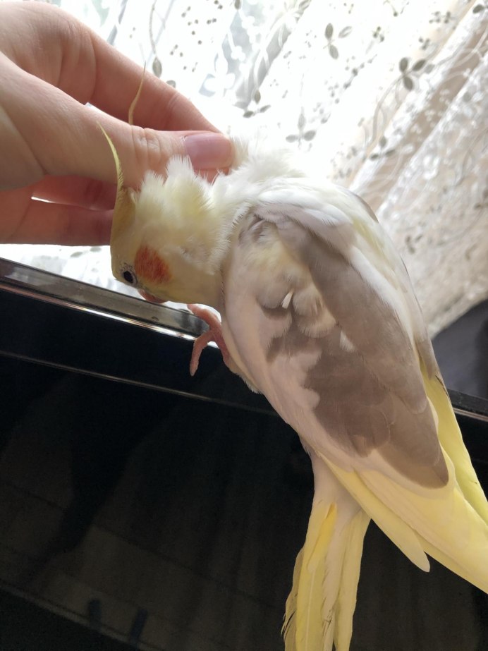 Лысые кореллы