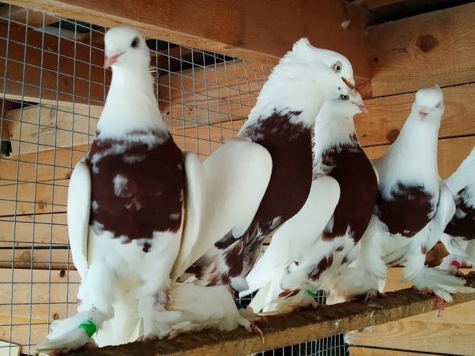 Андижанские бойные голуби