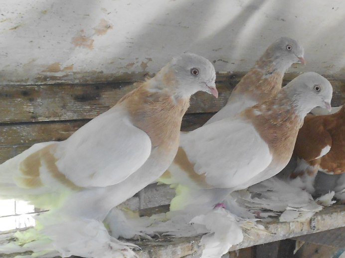 Узбекские бойные голуби Тасман