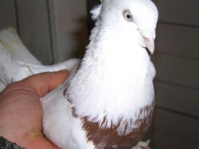 Андижанские двухчубые голуби