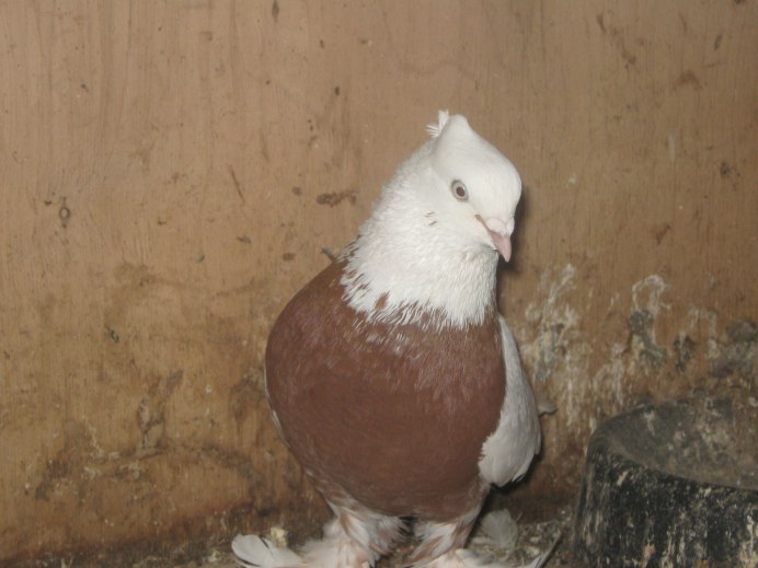 Порода голубей андижанцы