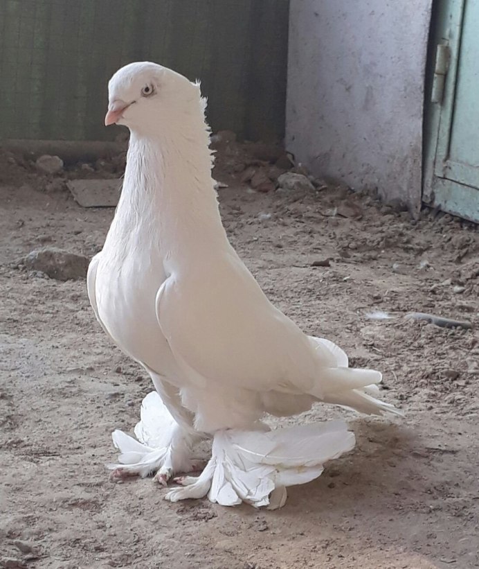 Породы голубей