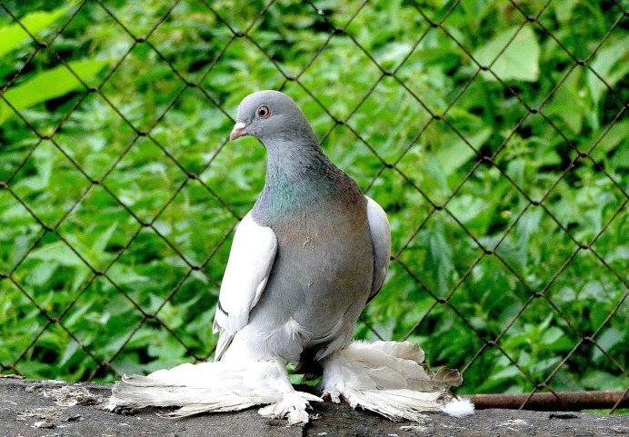 Картинка голубь зимой