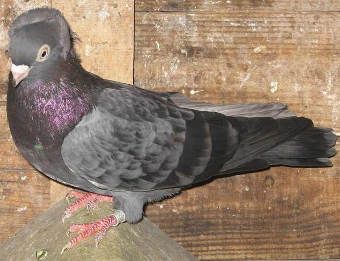 Бойные голуби бакинцы чубатые