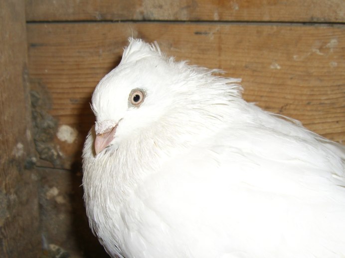 Андижанские голуби окрас фото