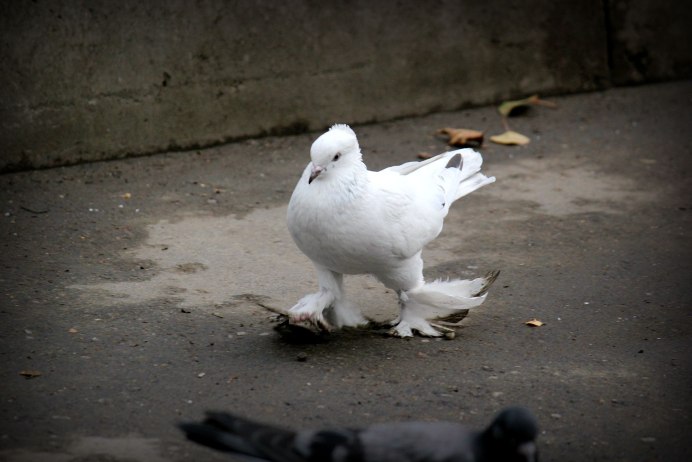 Андижанские голуби Кукча