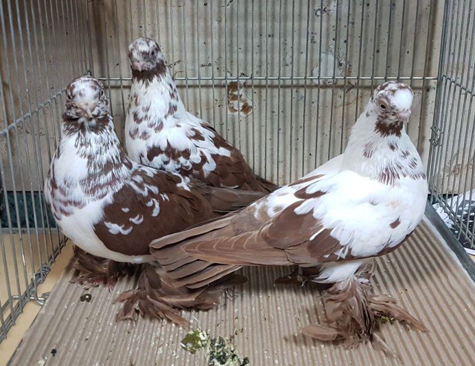 Голуби каталонские Турманы