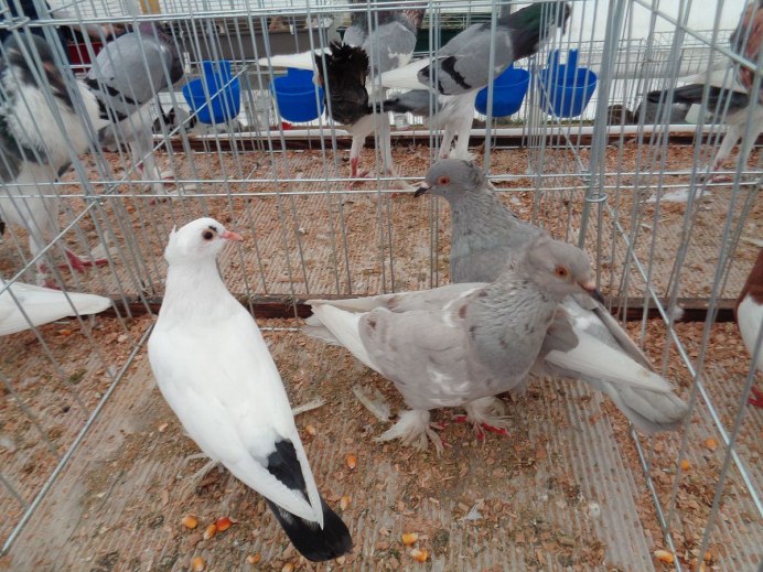 Сочинские двухчубые голуби