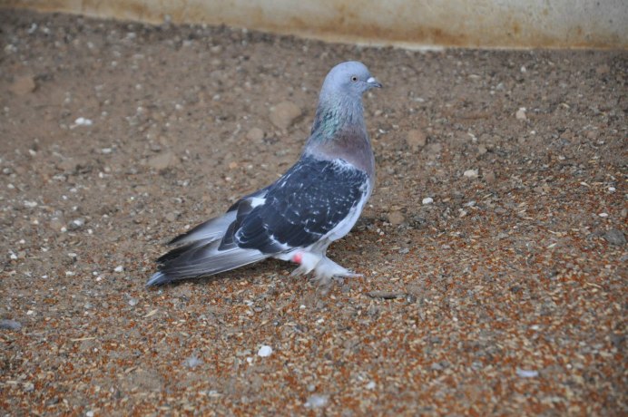 Тульские майские голуби