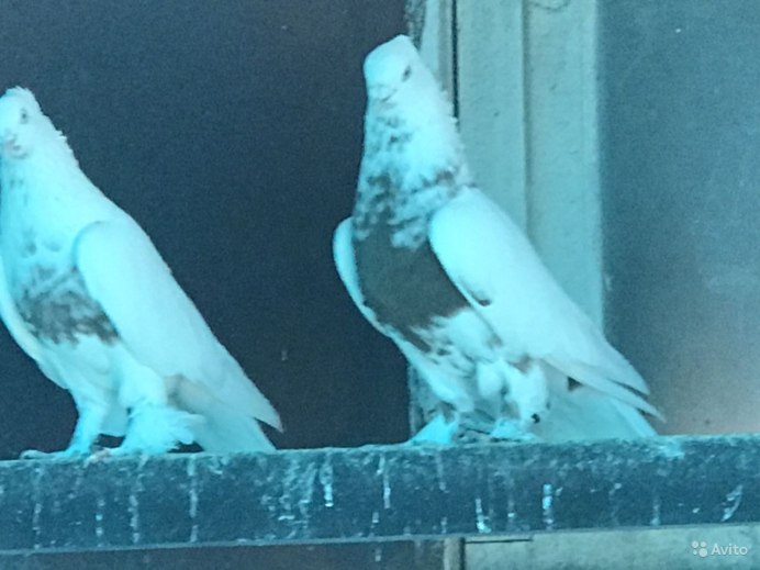 Туркменские бойные голуби