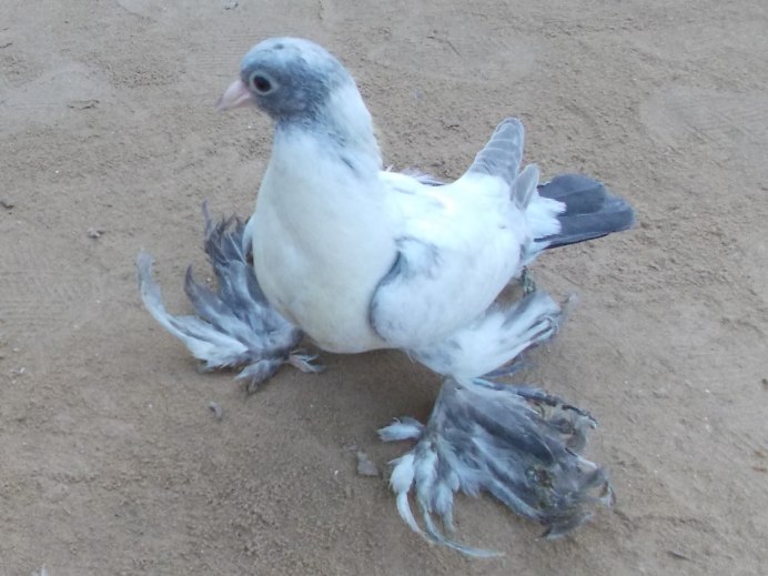 Андижанские голуби Кызыл Таш