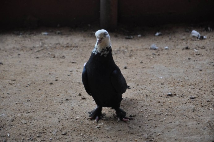 Фотоконкурс голуби