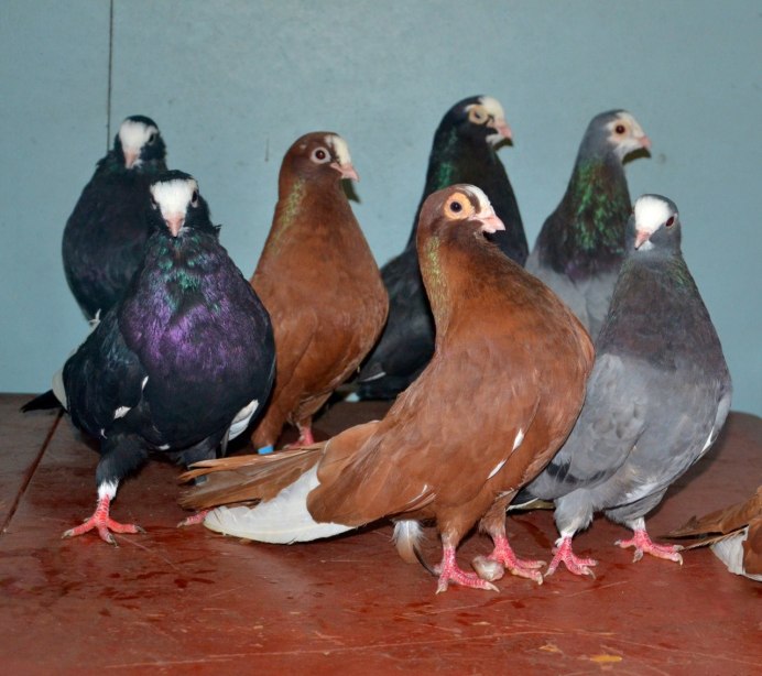 Голуби воронежские статные