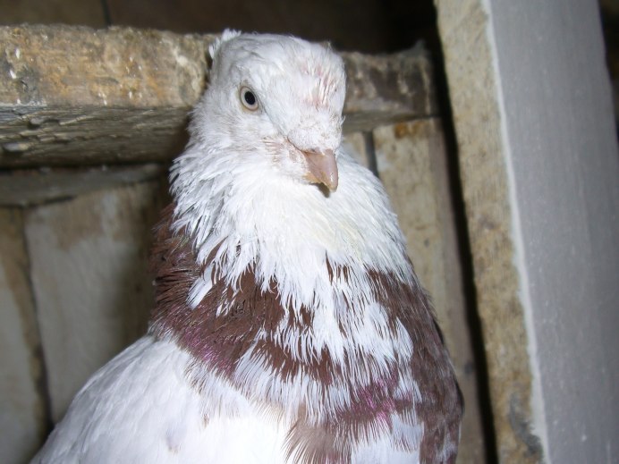 Андижанские голуби Сочи