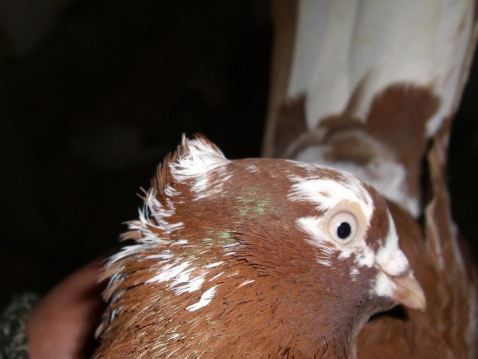 Коричневый голубь примета