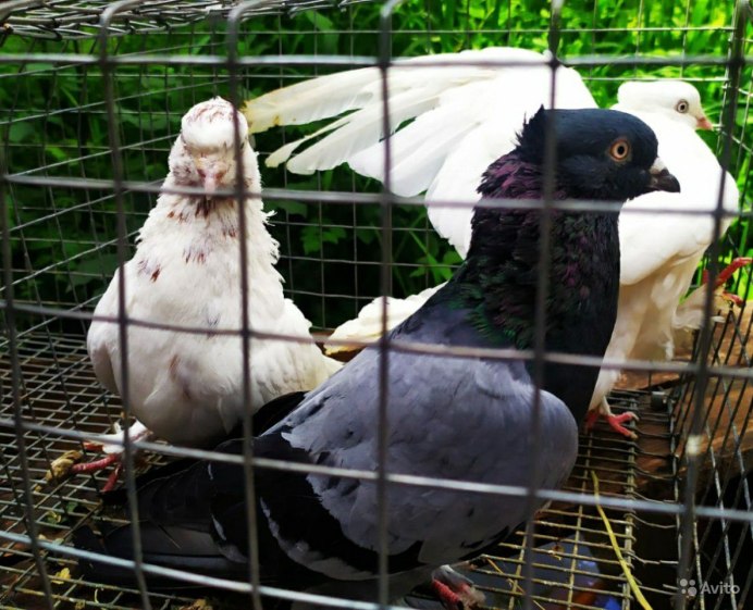 Авито голуби Андижанские